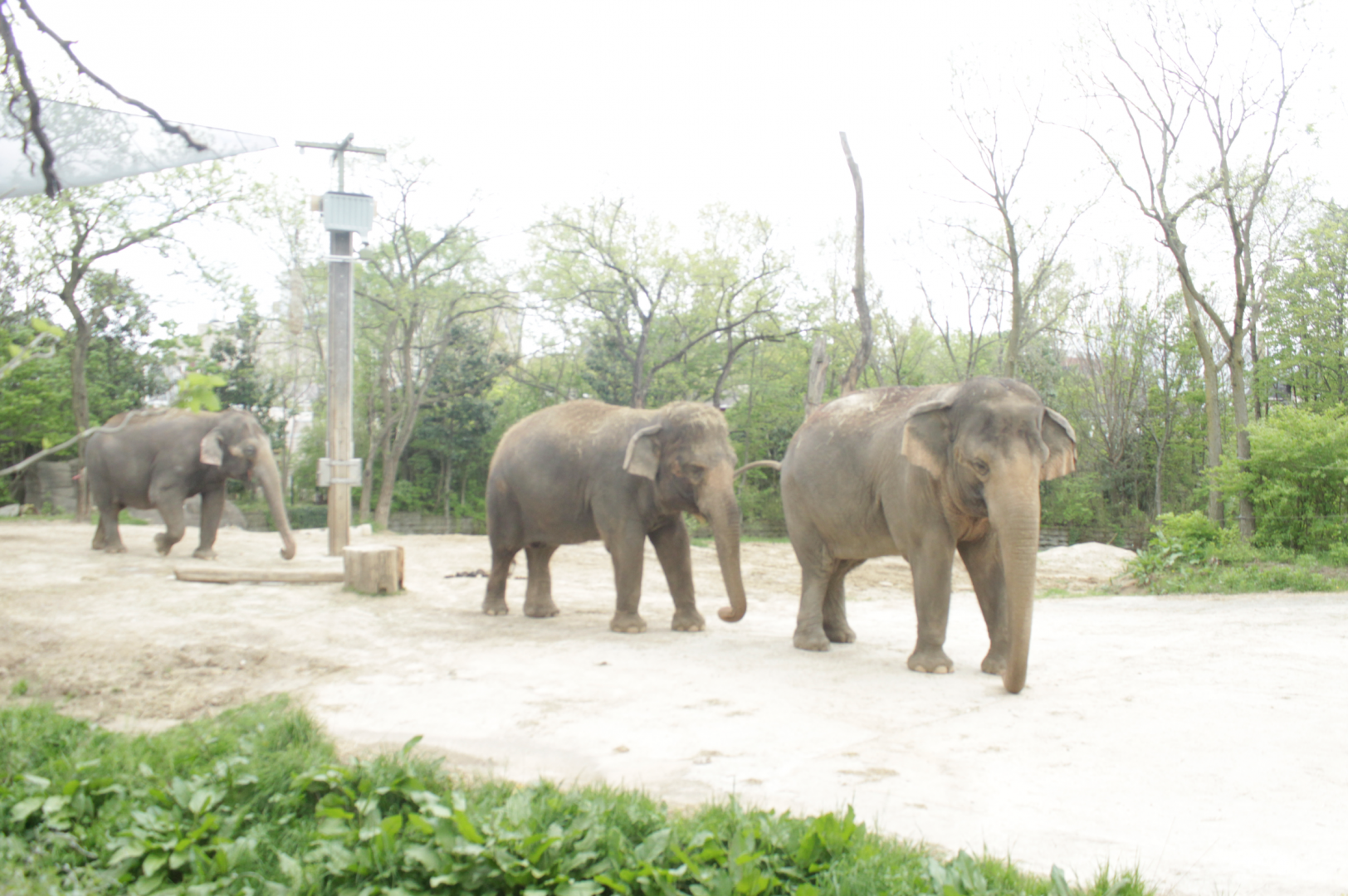 Apr. 2017 - Elephant Reserve - Mai Thai, Jati, and Schottzie