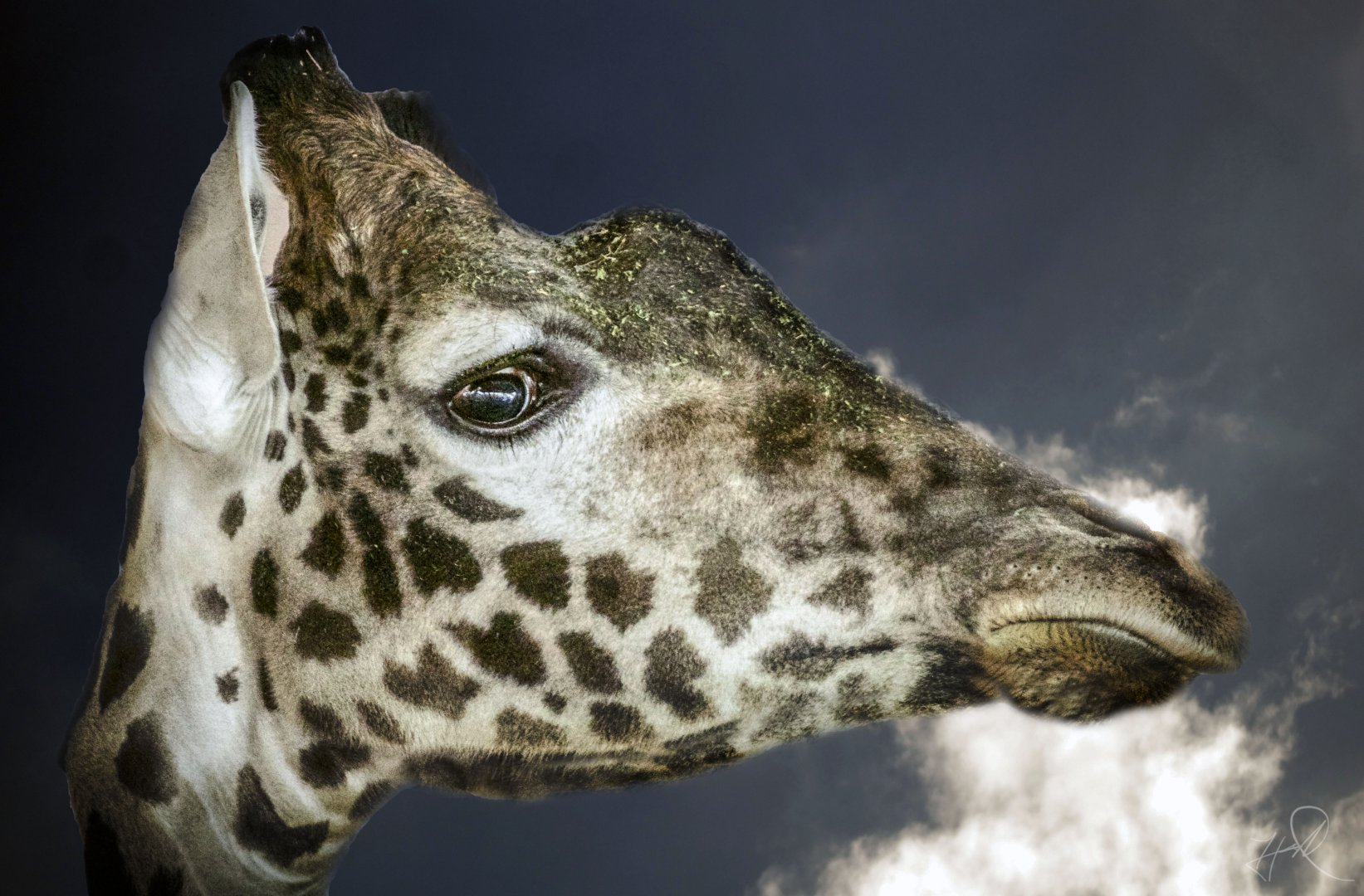 Apr. 2017 - Giraffe House - Giraffe Portrait