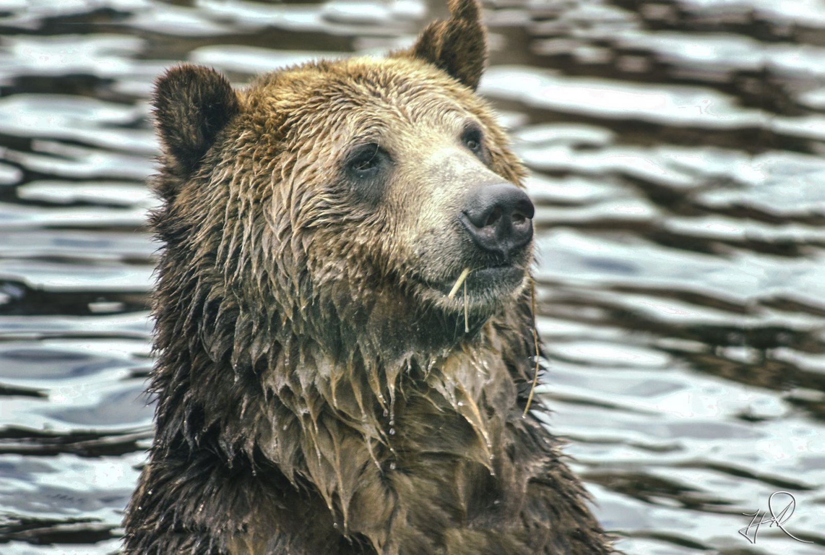 Apr. 2017 - Glacier Run - Brown Bear
