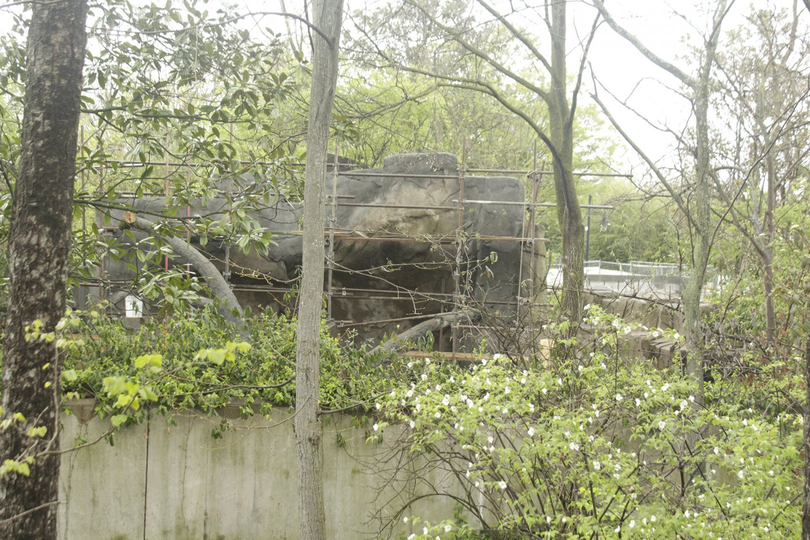 Apr. 2017 - Gorilla World - Renovating the Colobus Exhibits