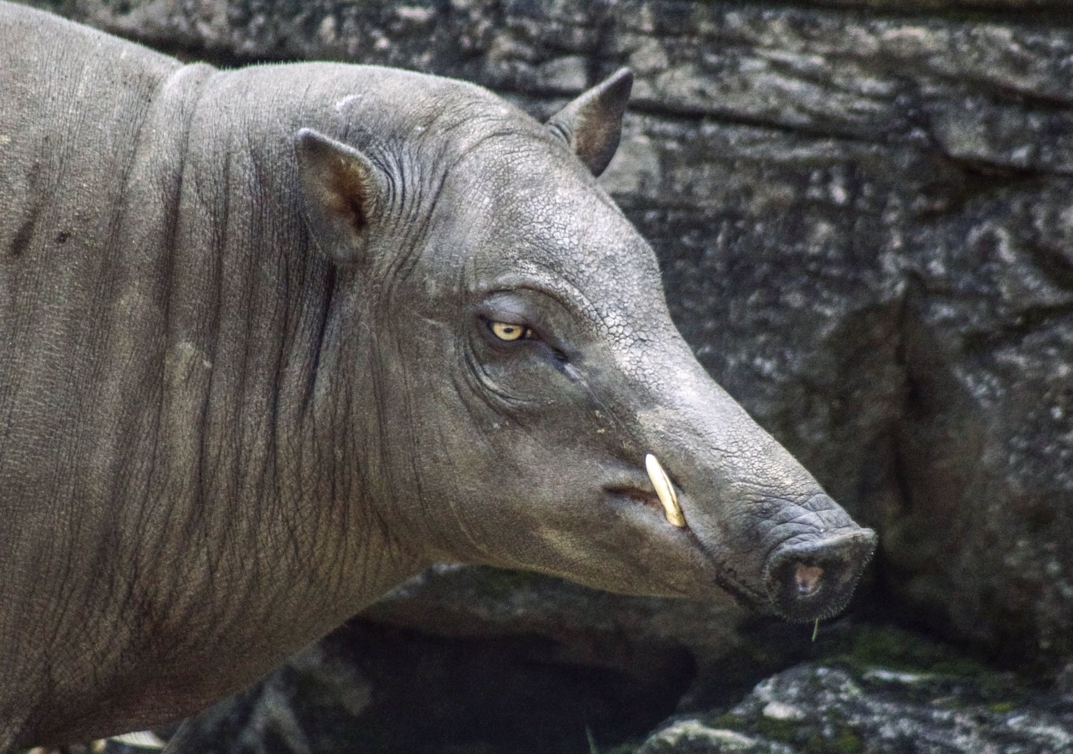 Apr. 2017 - Islands - Babirusa