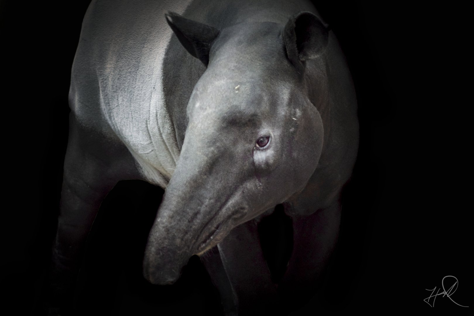 Apr. 2017 - Islands - Malayan Tapir