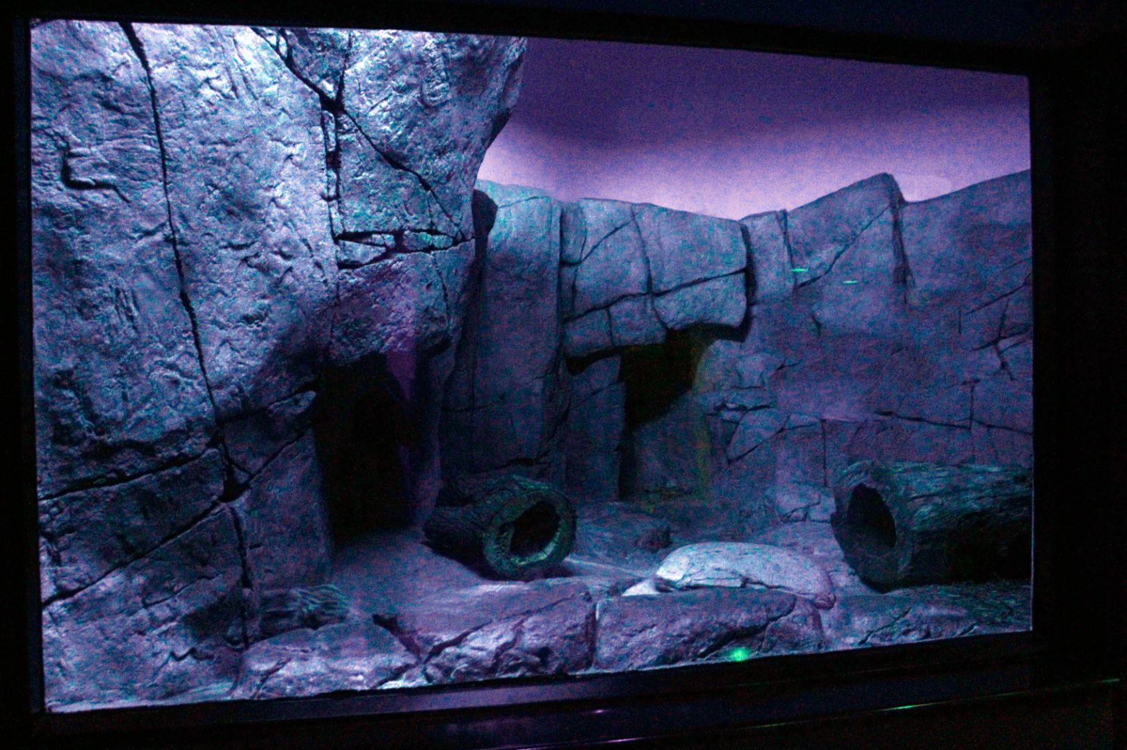 Apr. 2017 - Night Hunters - Find the Black-footed Cat