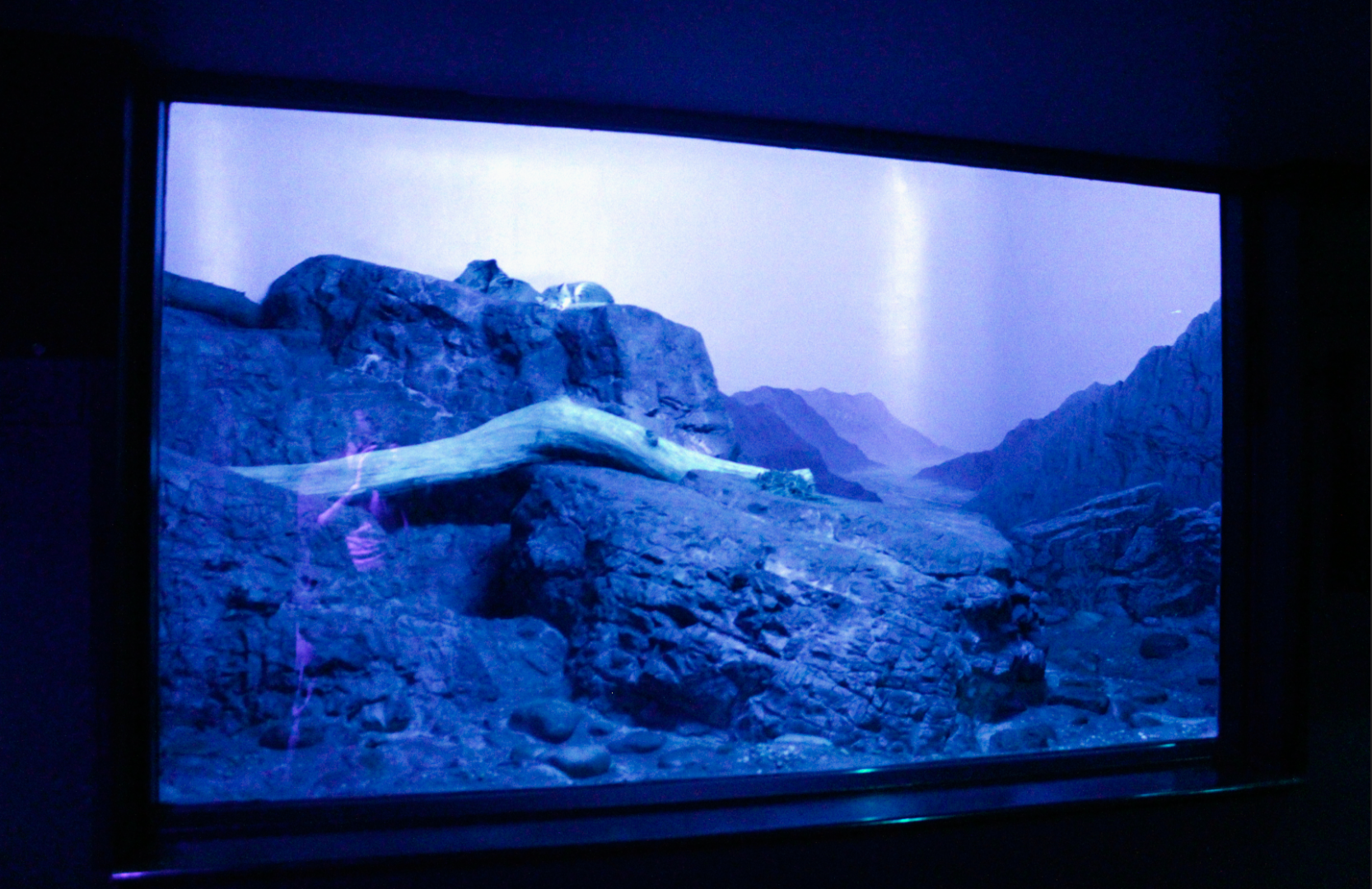 Apr. 2017 - Night Hunters - Sand Cat Exhibit