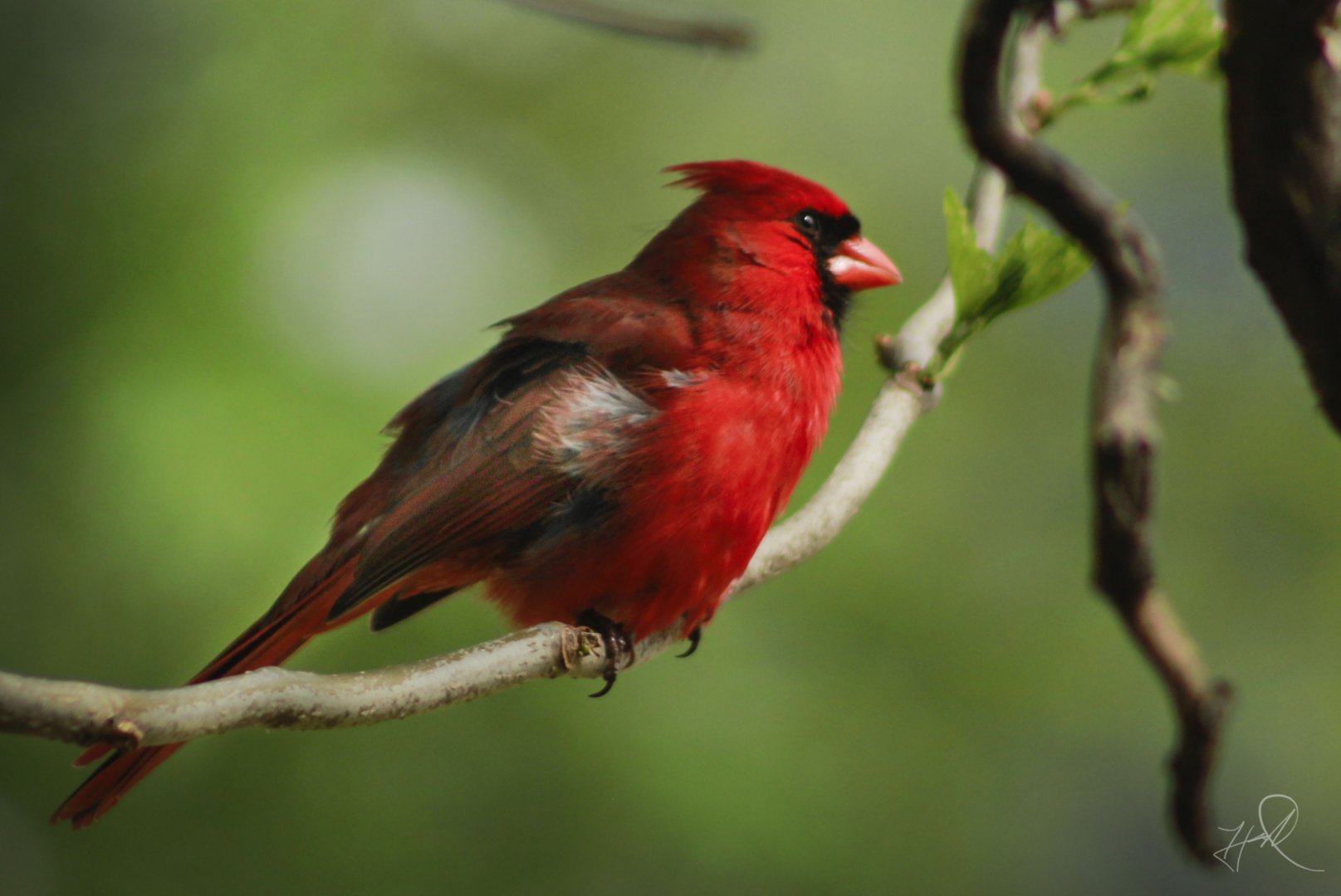 Apr. 2017 - Northern Cardinal