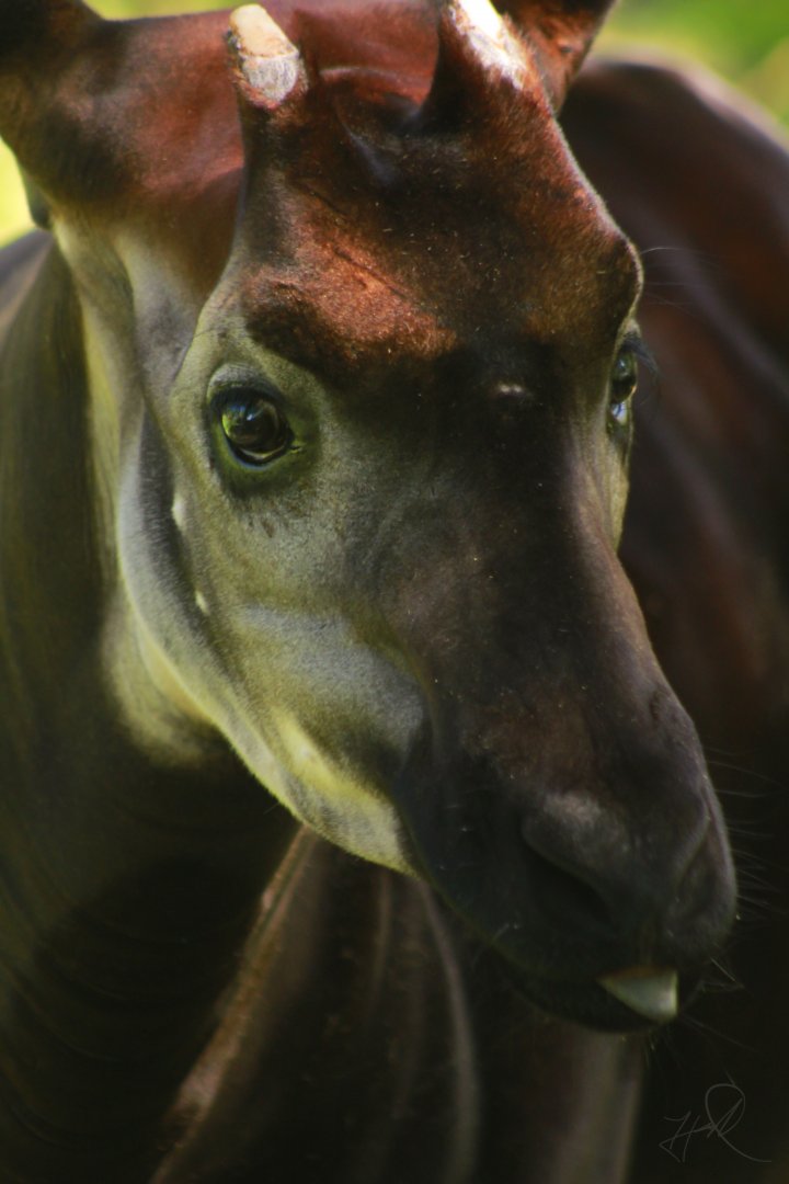 Apr. 2017 - Rhino Reserve - Kiloro - Okapi