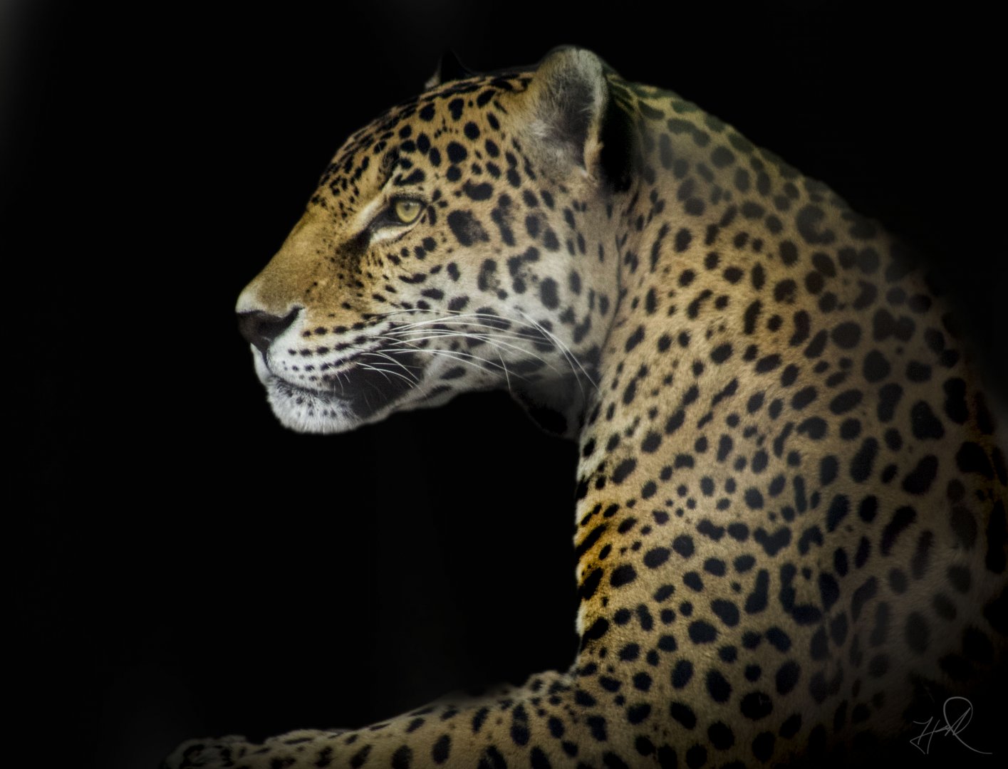 Apr. 2017 - South America - Jaguar