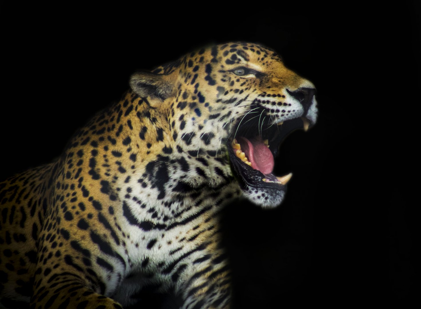 Apr. 2017 - South America - Jaguar