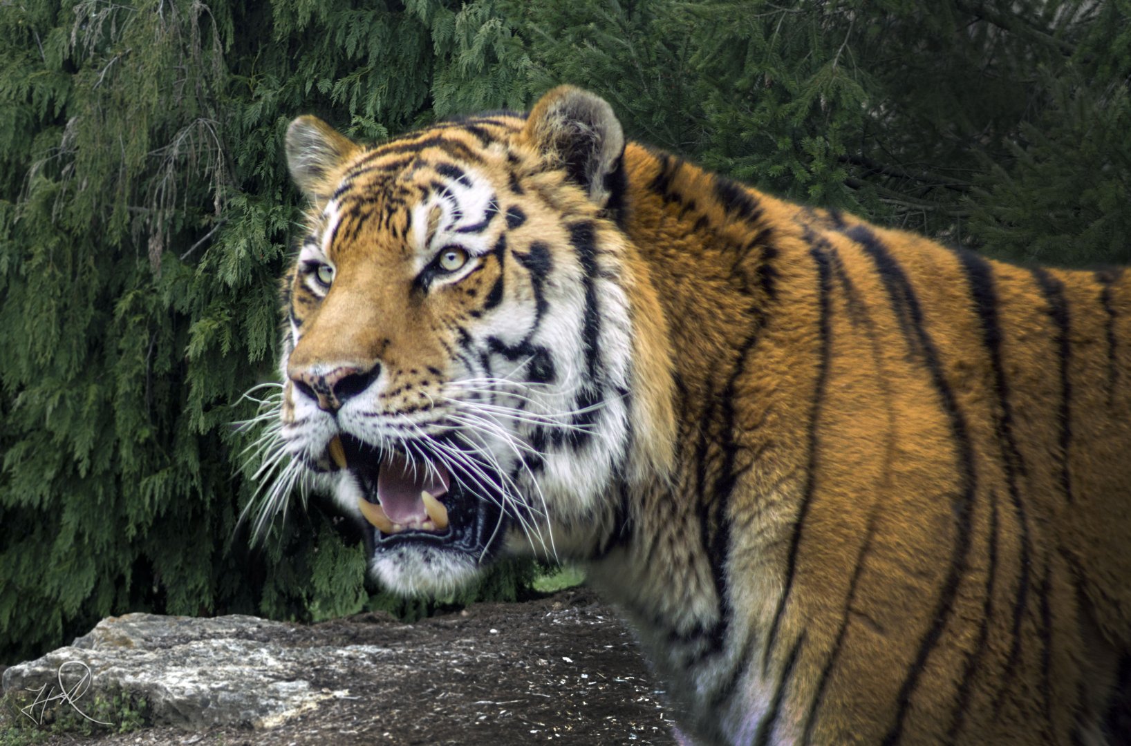 Apr. 2017 - Tiger Tundra - Amur Tiger