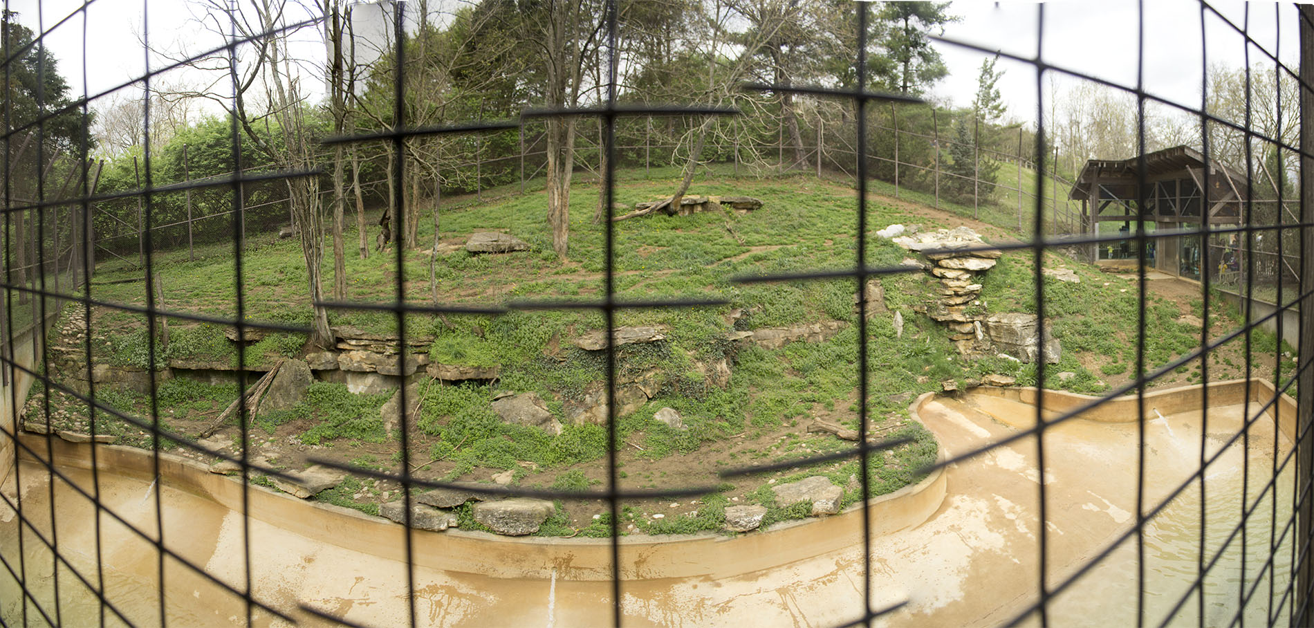 Apr. 2017 - Tiger Tundra Panorama - Amur Tiger