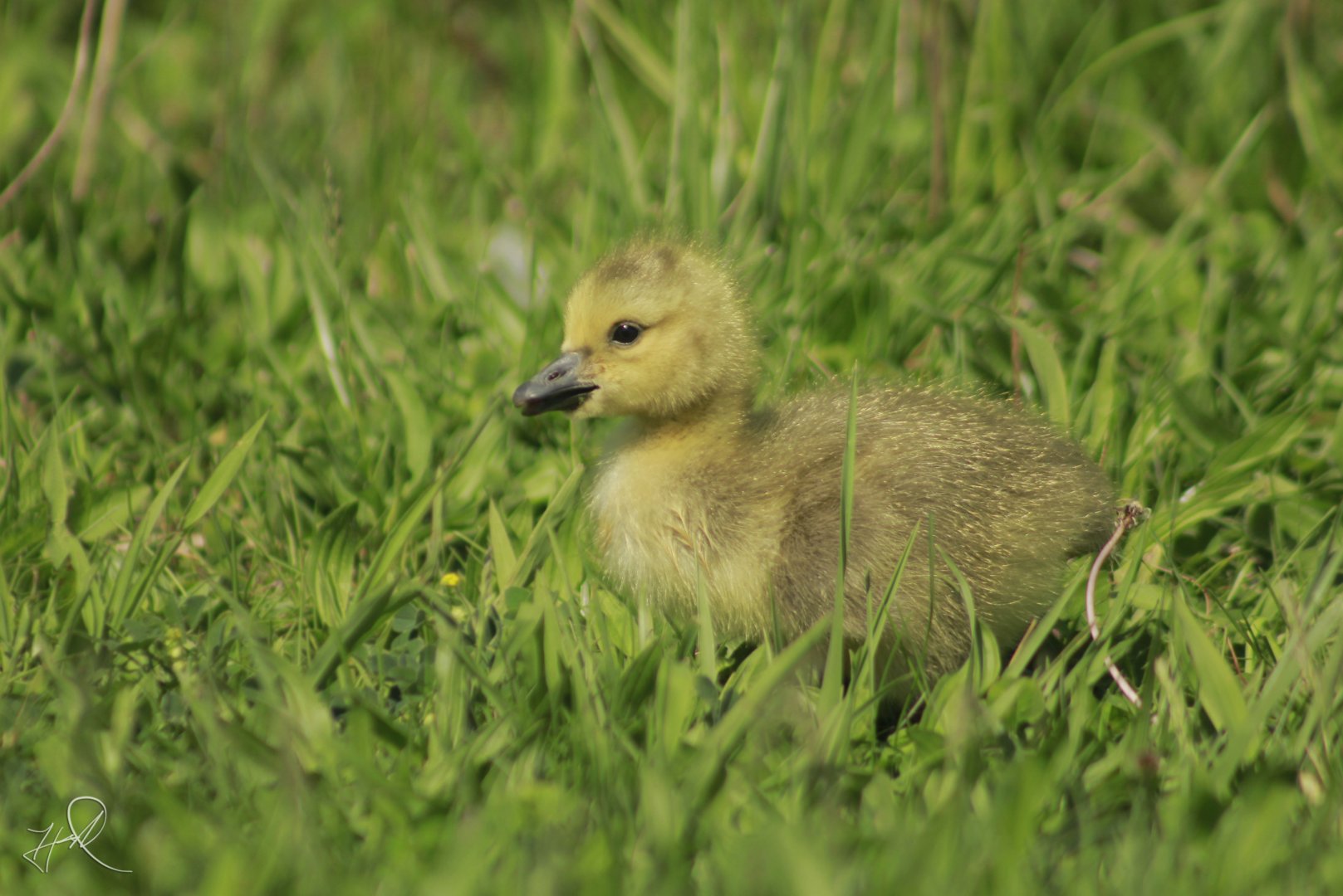Apr. 2017 - West Chester - Gosling in the field