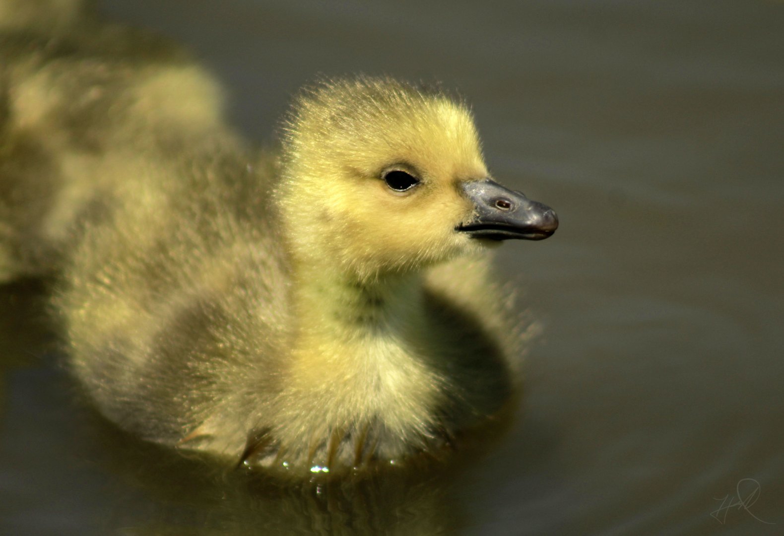 Apr. 2017 -  West Chester - Gosling