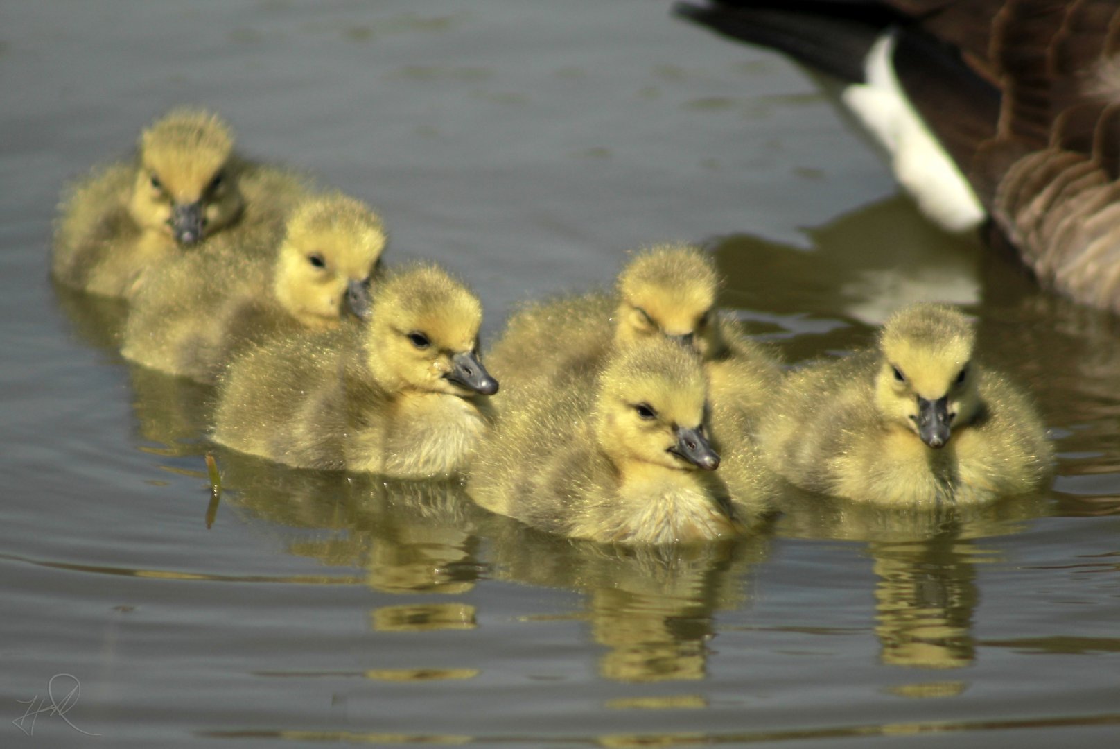 Apr. 2017 - West Chester - Goslings