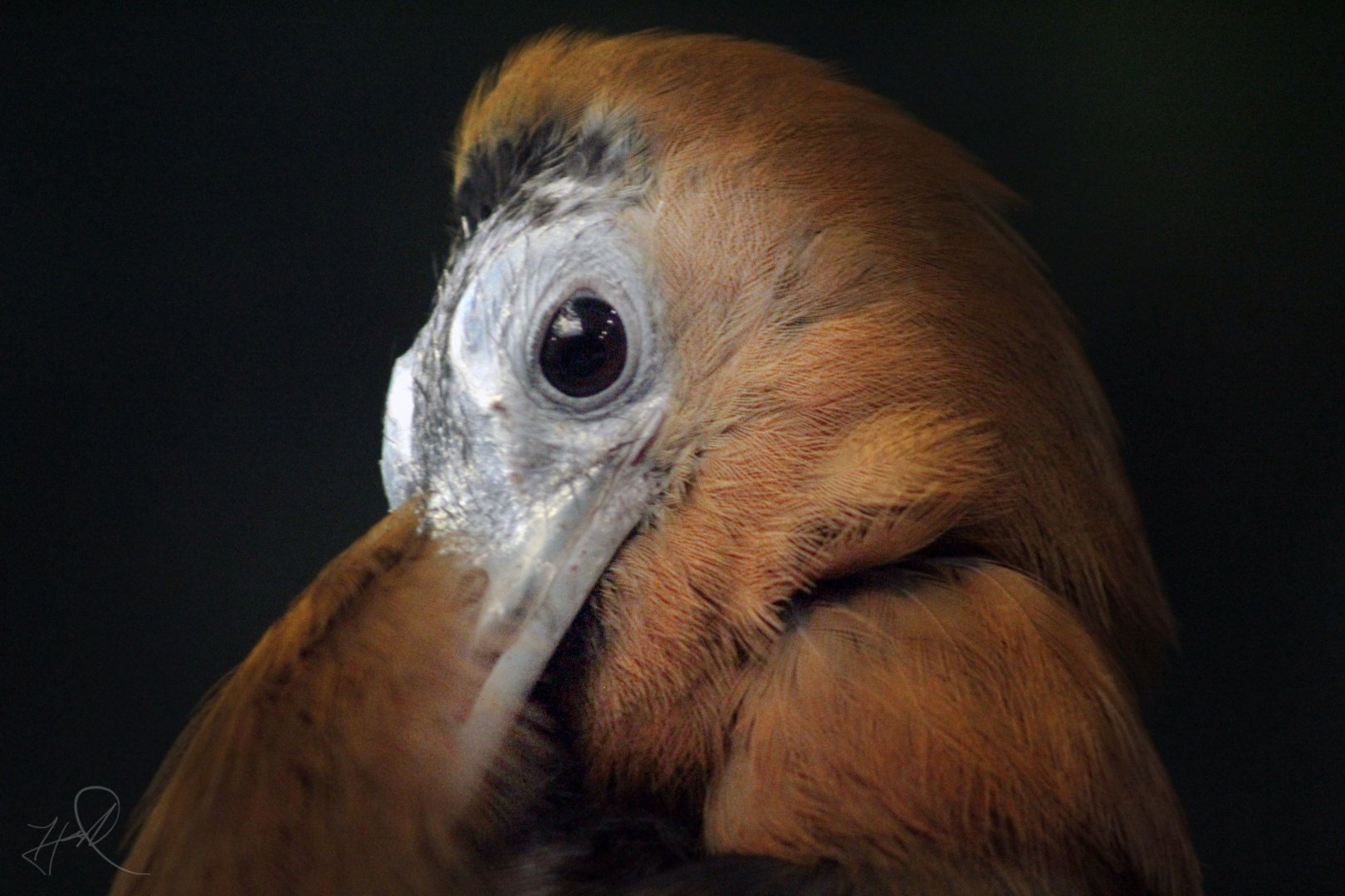 Apr. 2017 - Wings Of The World - Another One...