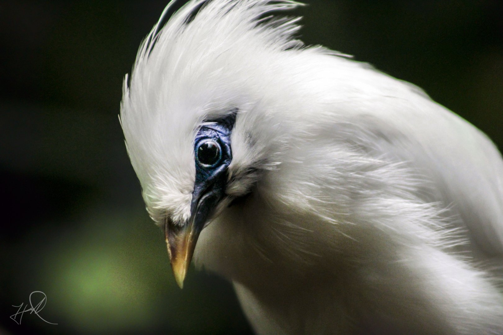 Apr. 2017 - Wings Of The World - Bali Starling