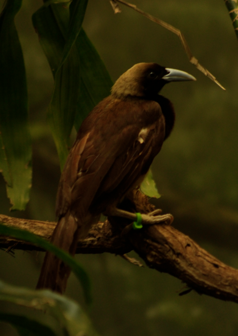 Apr. 2017 - Wings of the World - Raggiana Bird of Paradise