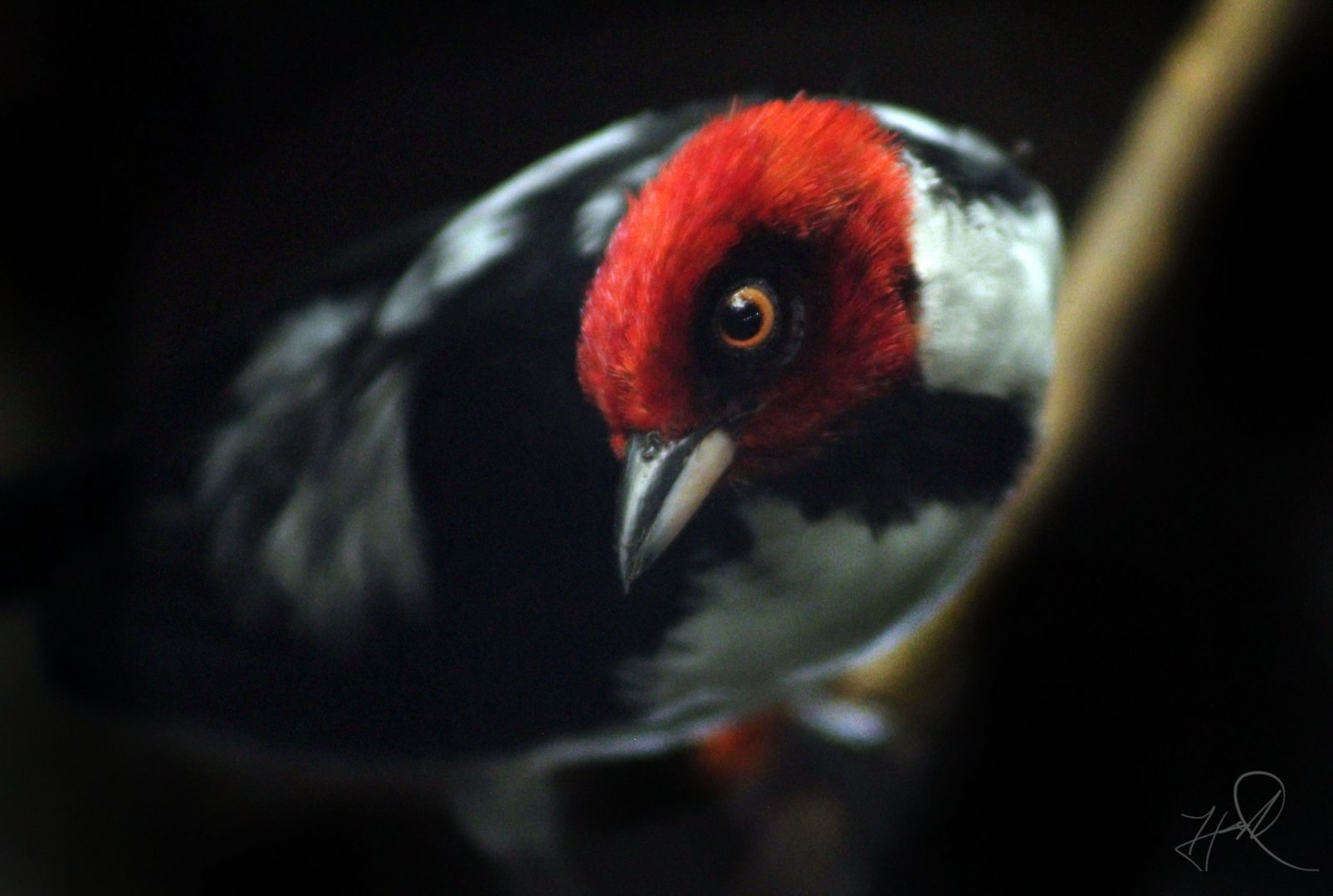Apr. 2017 - Wings Of The World - Red-capped Cardinal