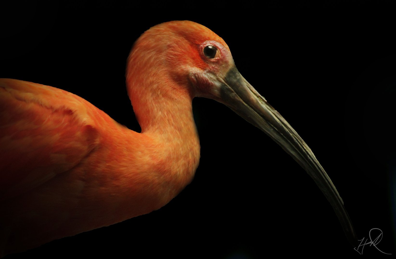 Apr. 2017 - Wings Of The World - Scarlet Ibis