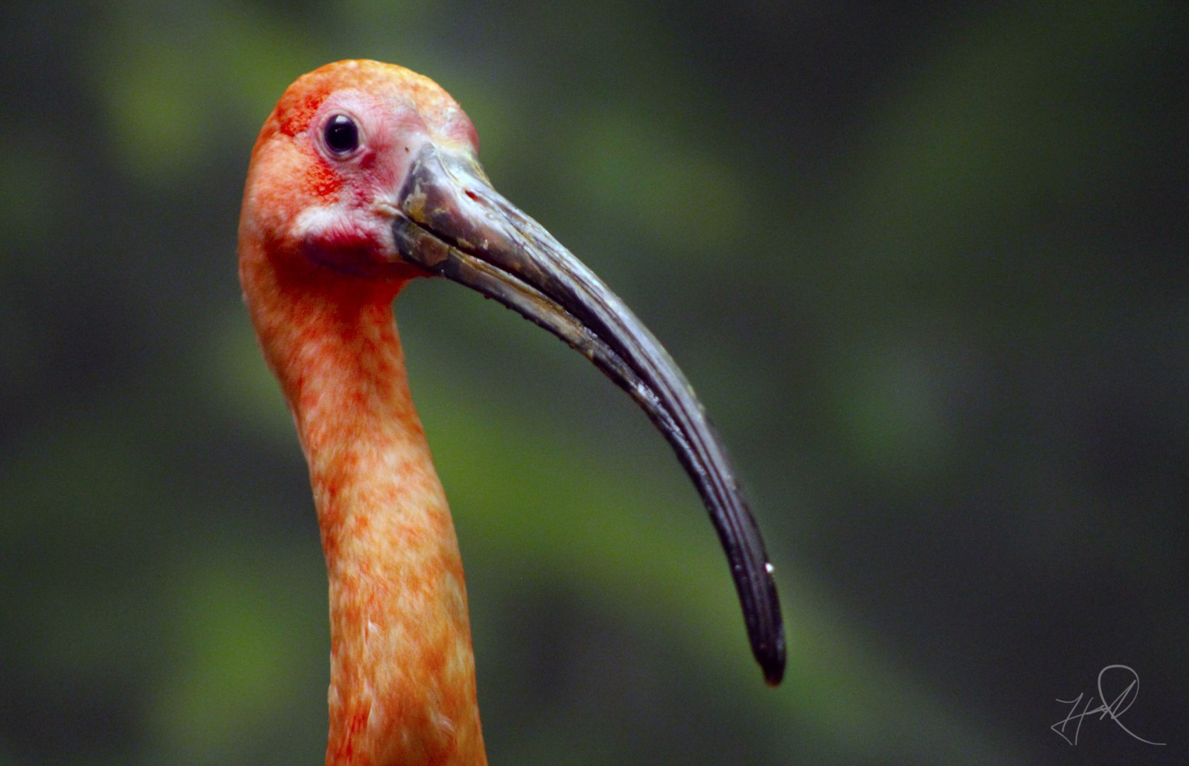 Apr. 2017 - Wings Of The World - Scarlet Ibis