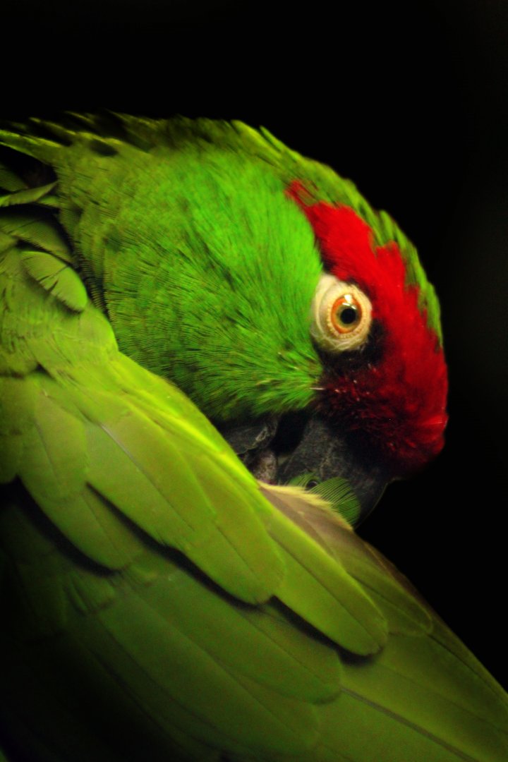 Apr. 2017 - Wings Of The World - Thick-billed Parrot