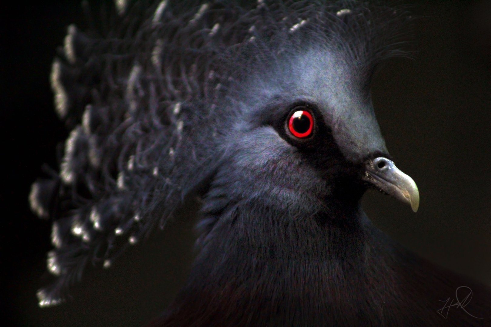 Apr. 2017 - Wings Of The World - Victoria Crowned Pigeon