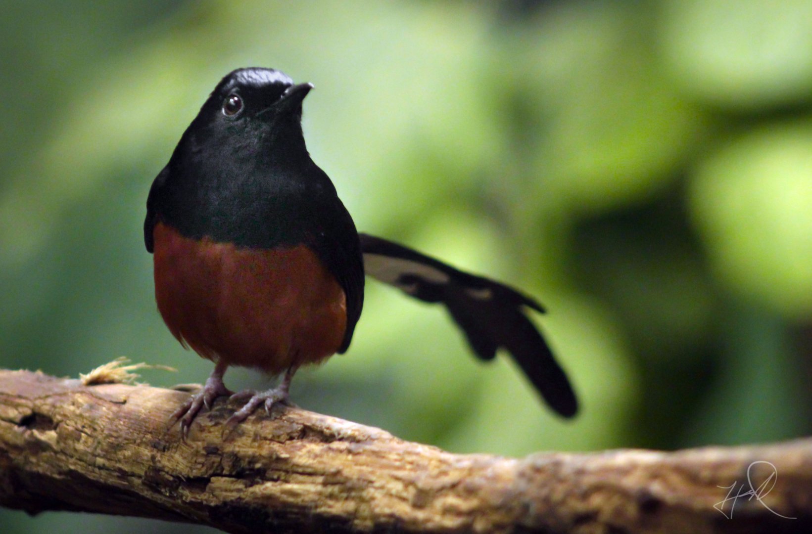 Apr. 2017 - Wings Of The World - White-rumped Shama