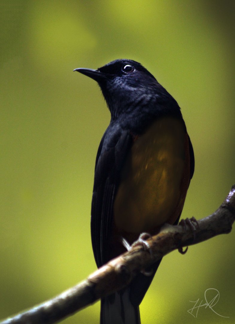 Apr. 2017 - Wings Of The World - White-rumped Shama