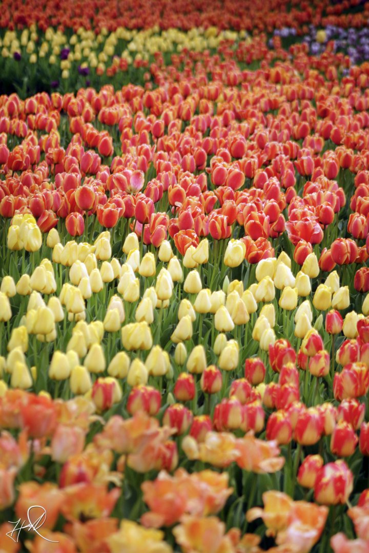 Apr. 2017 - Zoo Blooms