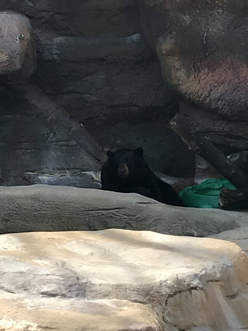 Apr. 2018 - American Black Bear