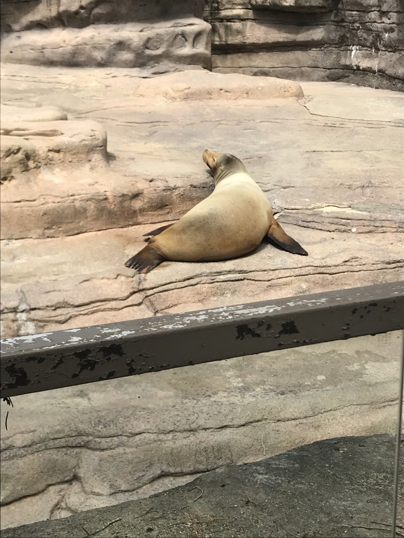 Apr. 2018: Duke the Sea Lion