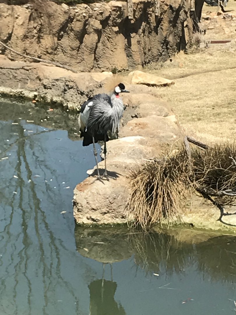Apr 2018: East African Crowned Crane