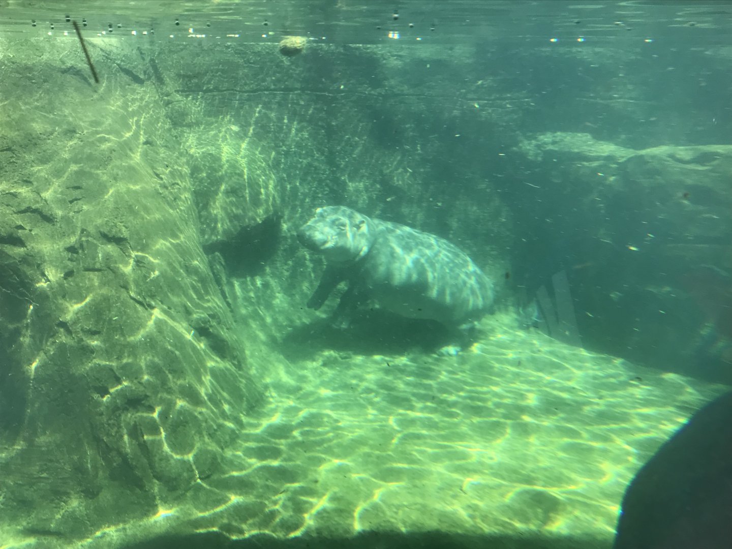 Apr. 2018: Fiona the Hippo