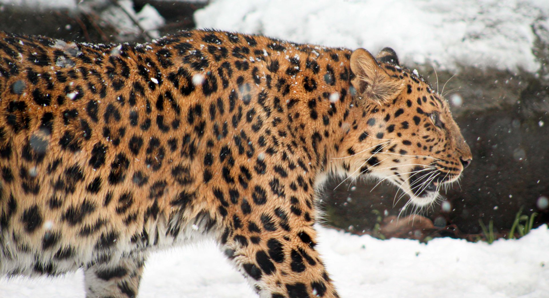 Apr. 2018 - Fragile Kingdom - Big Cats - Amur Leopard