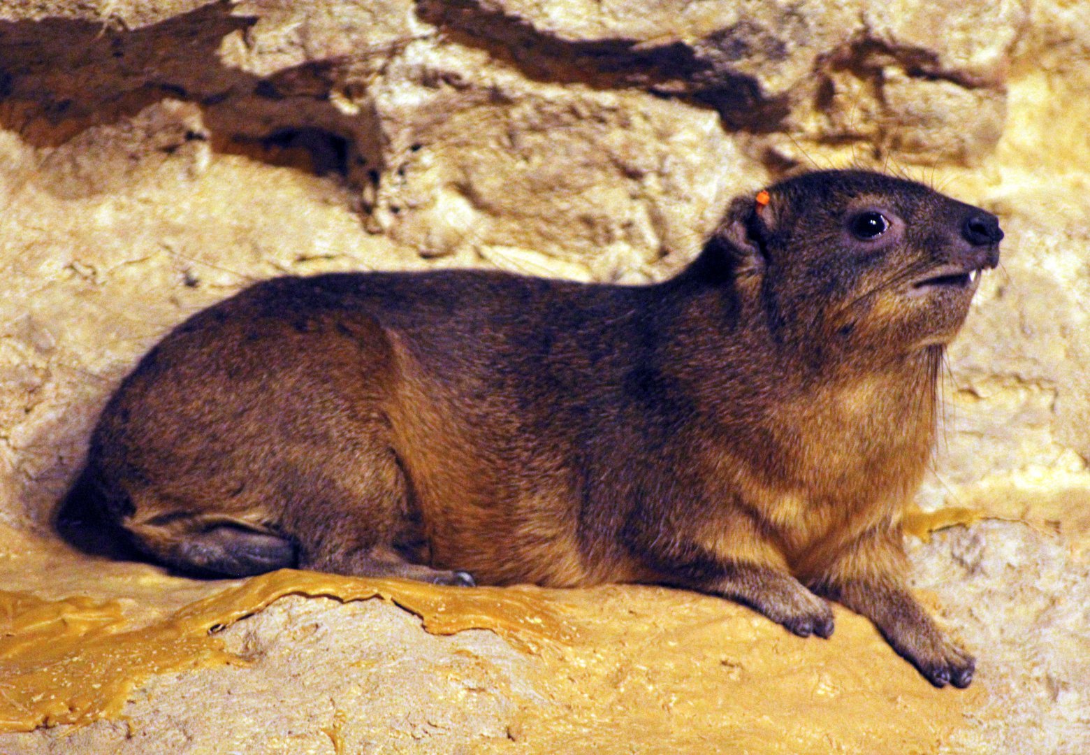 Apr. 2018 - Fragile Kingdom - Desert's Edge - Rock Hyrax