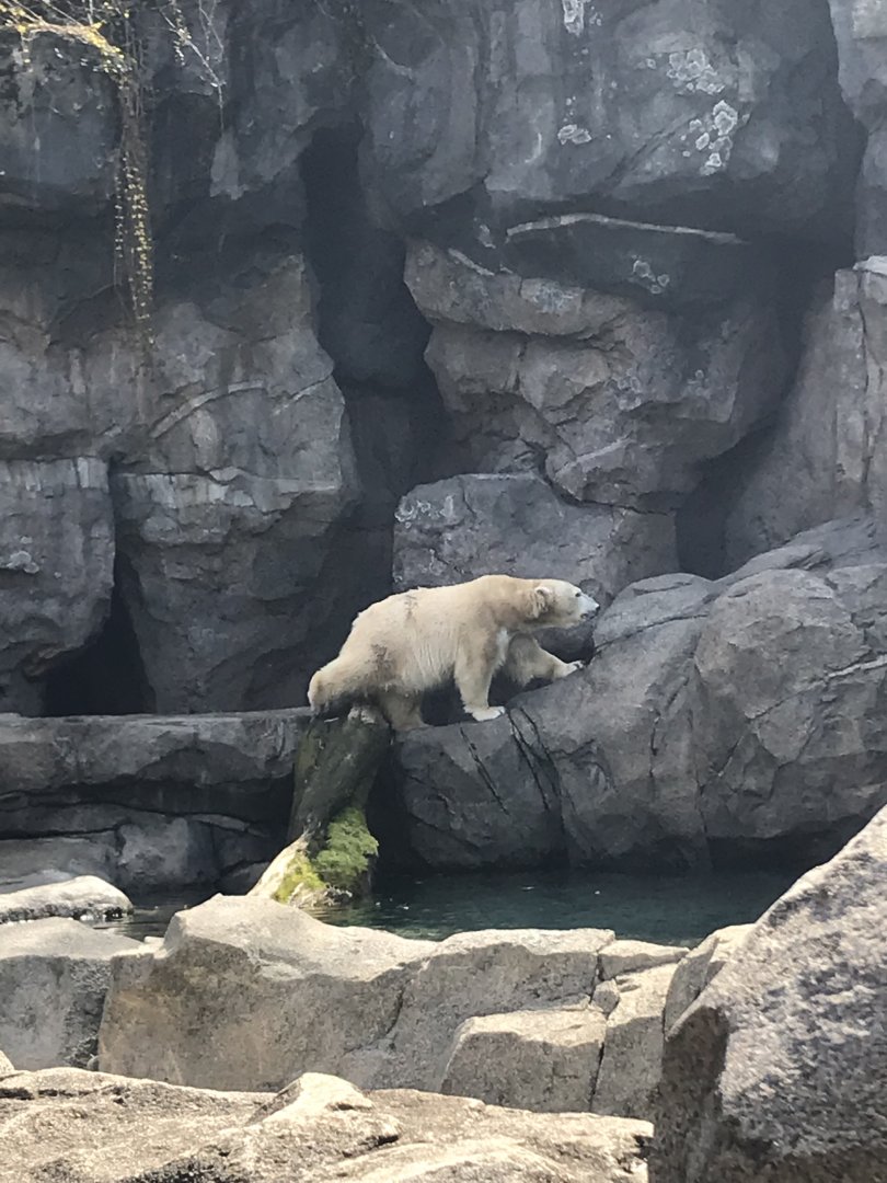 Apr. 2018: Kroger Lord’s of the Arctic