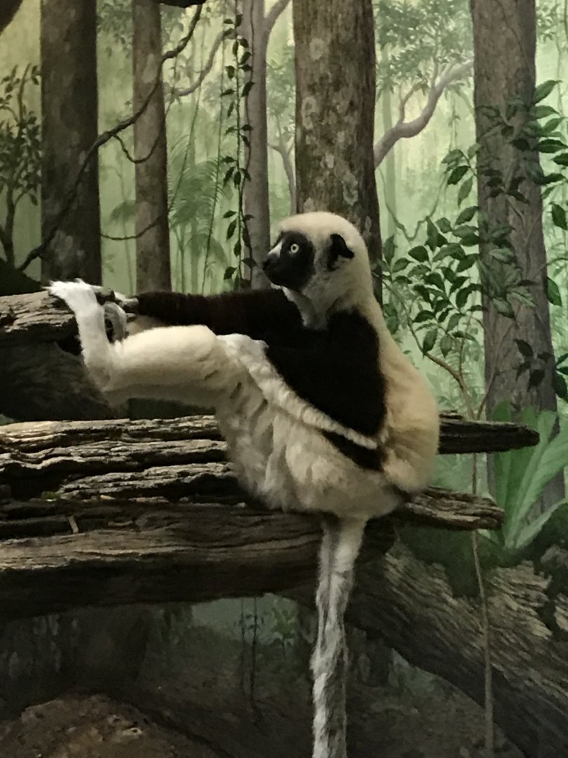 Apr. 2018: Sifaka Indoors/Jungle Trails