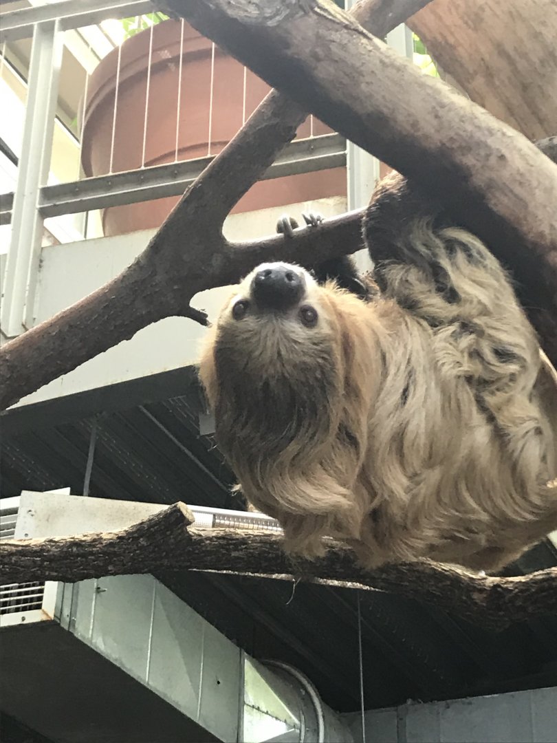 Apr. 2018: Two Toed Sloth/P&G Discovery Forest