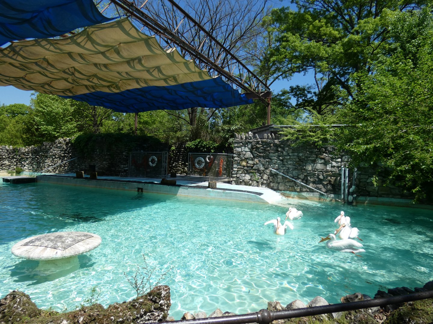 Apr. 2019 - 1930's American White Pelican Pool (Former Sea Lion Exhibit)