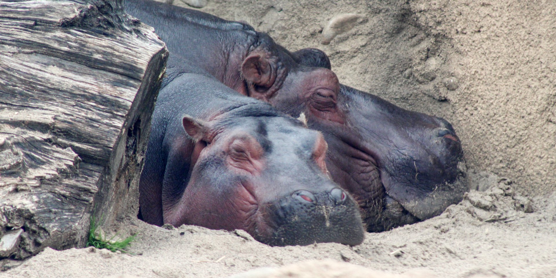 Apr. 2019 - Africa - Fiona & Bibi Sleeping