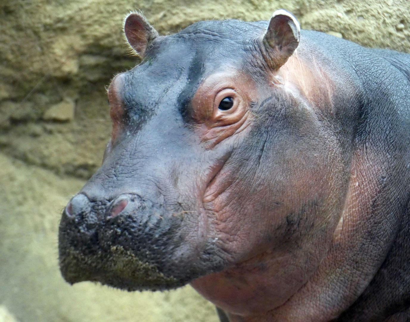 Apr. 2019 - Africa - Fiona