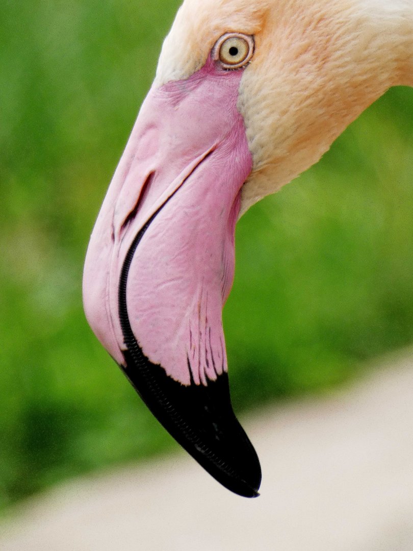 Apr. 2019 - Africa - Greater Flamingo
