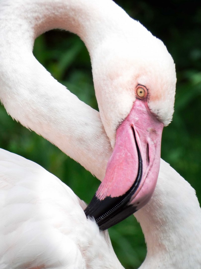 Apr. 2019 - Africa - Greater Flamingo