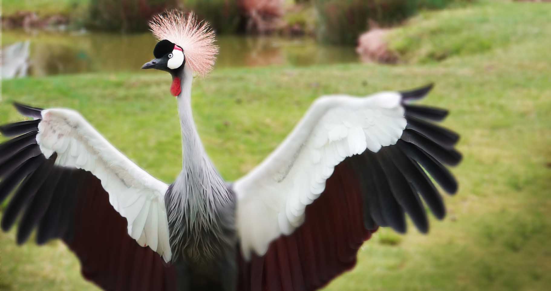 Apr. 2019 - Africa - Grey Crowned Crane