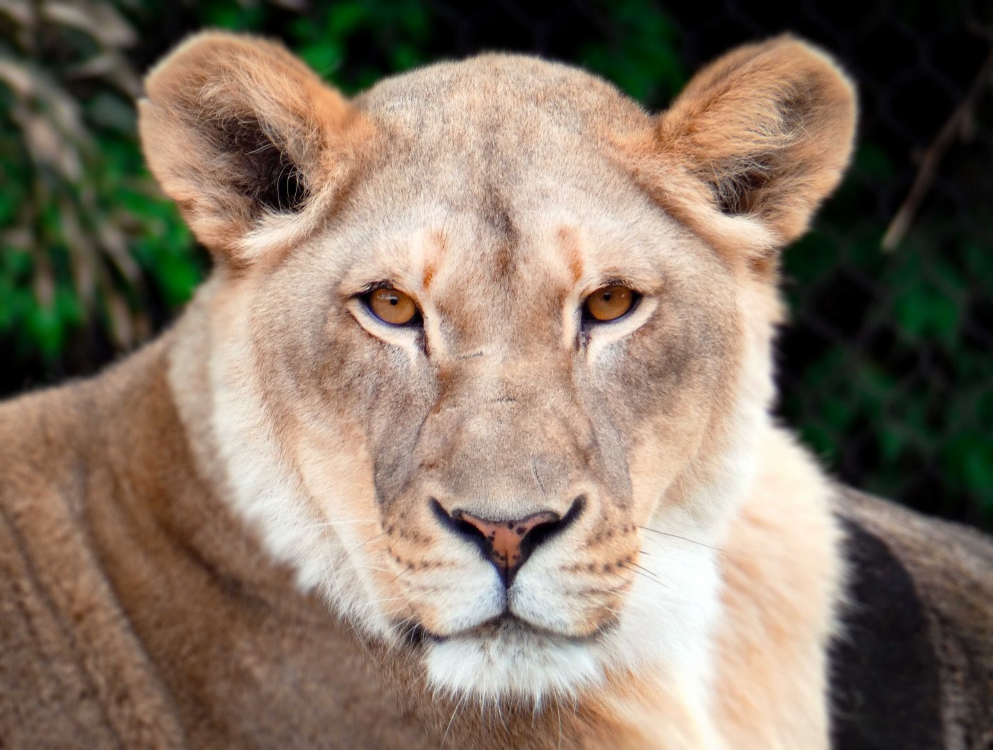 Apr. 2019 - Africa - Imani