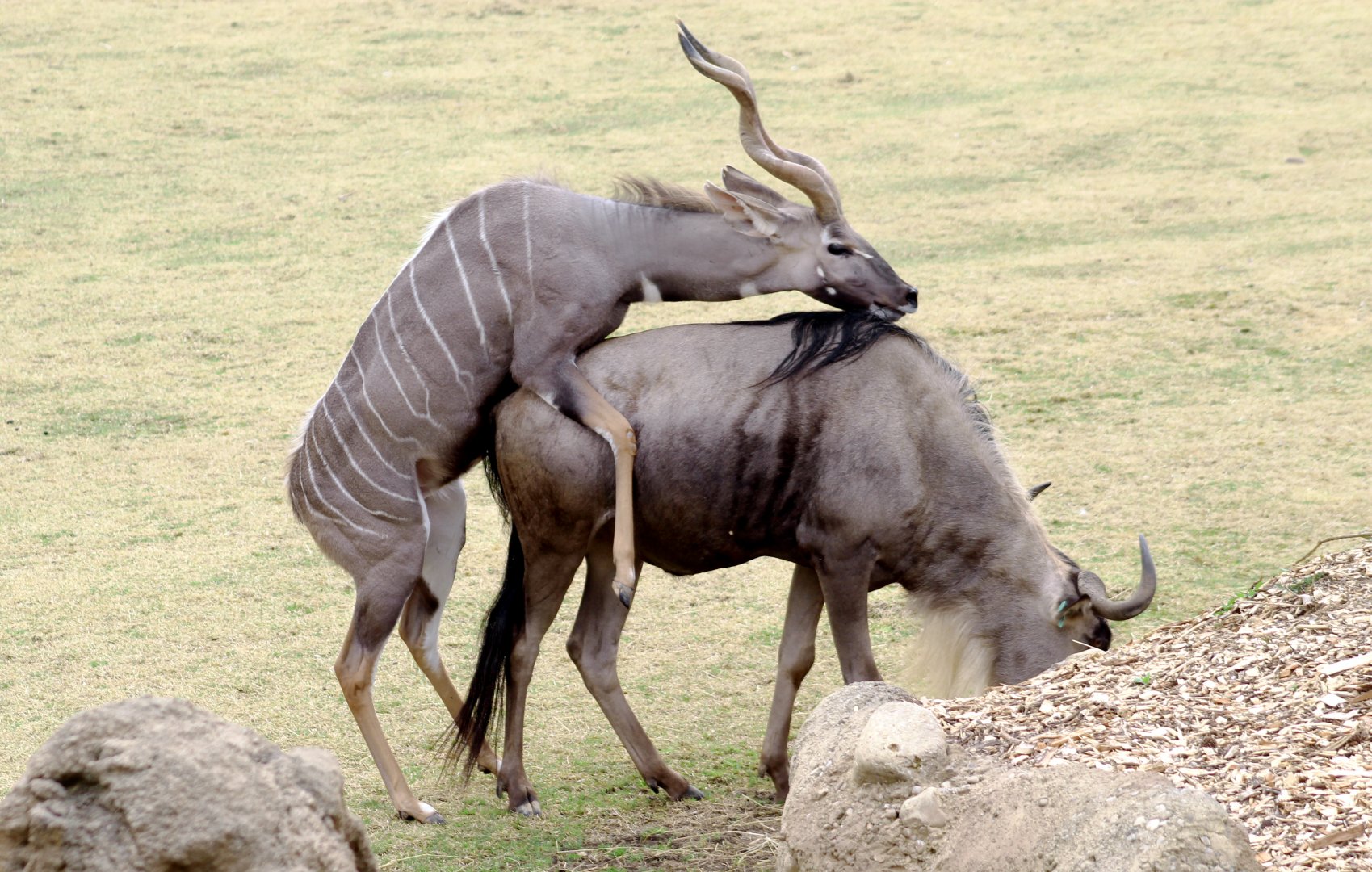 Apr. 2019 - Africa - Interspecies Mounting