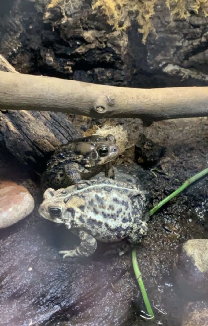 Apr. 2019 - American toad