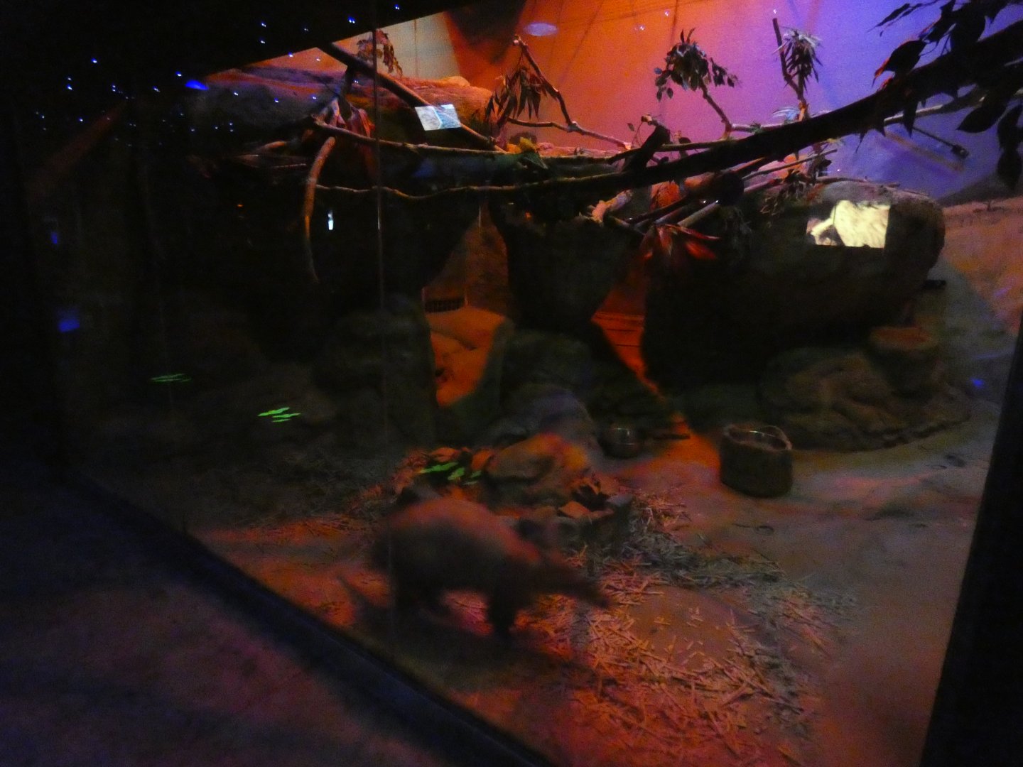 Apr. 2019 - Animals of the Night - Aardvark + Greater Bushbaby Exhibit