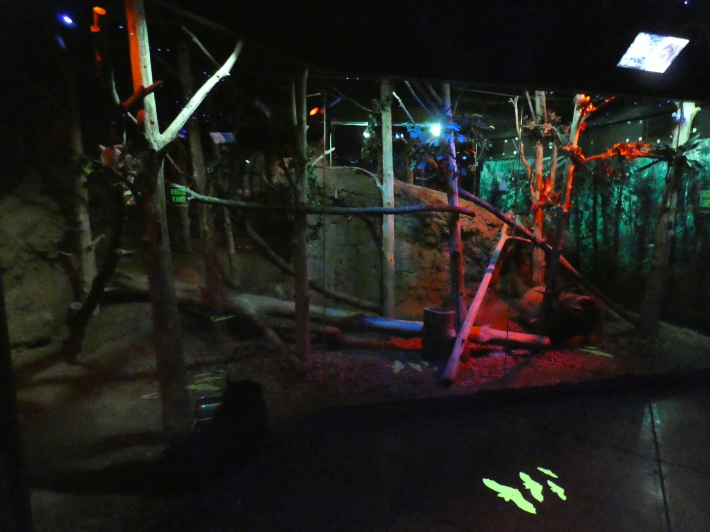 Apr. 2019 - Animals of the Night - Bearcat Exhibit