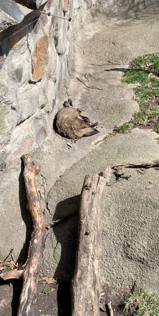 Apr. 2019 - Bat-eared fox