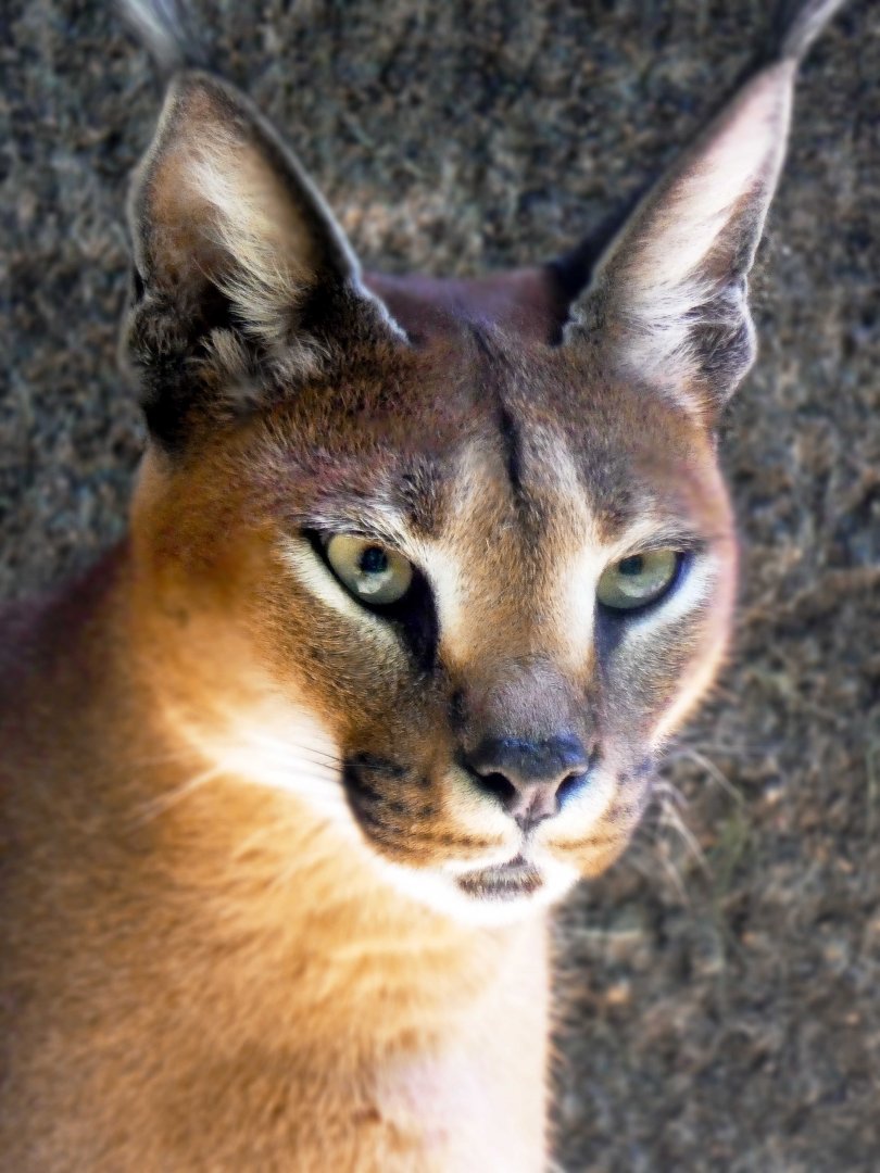 Apr. 2019 - Cat Country - Caracal